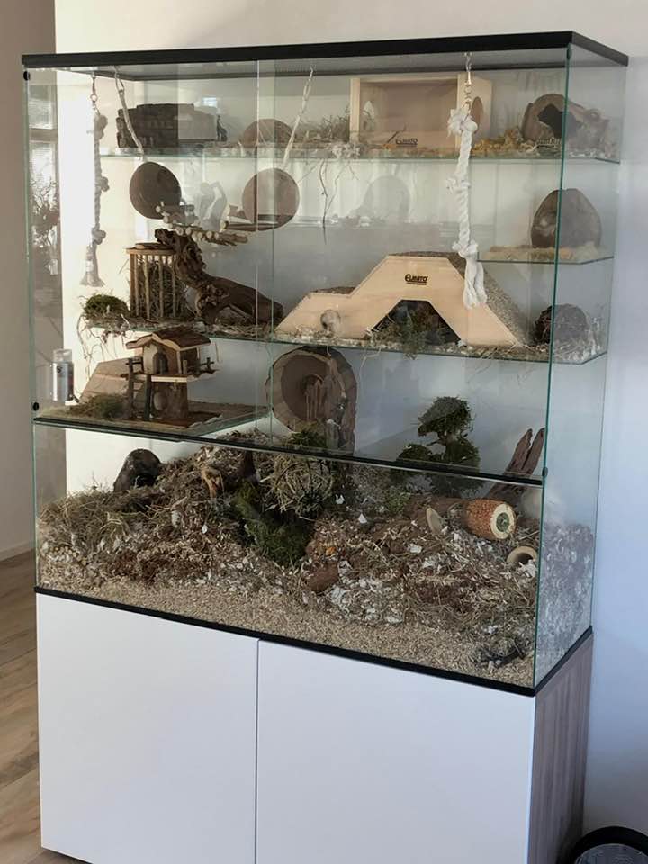 Knaagdieren Terrarium